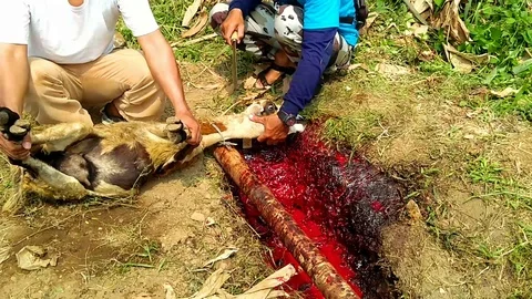 Slaughtered sheep in Islamic holiday, eid al-adha festival Stock Footage 94134387