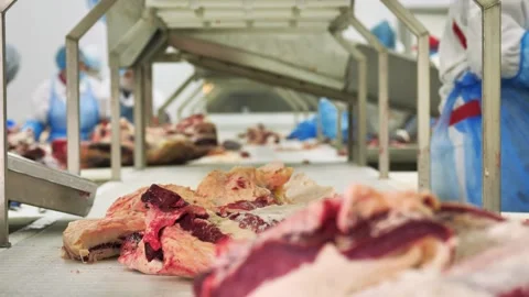 Slaughterhouse and meat-processing plant. Beef carcasses moving on conveyor Stock Footage 138198832