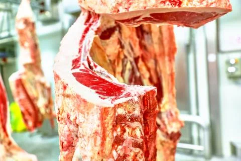 Slaughterhouse meat processing plant, cut marble beef. Stock Photos