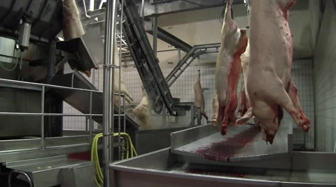Slaughterhouse for pigs 스톡 동영상 65501877