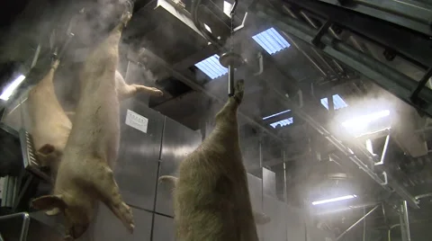 Slaughterhouse for pigs 스톡 동영상 65502153