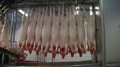 Slaughterhouse for pigs Stockbeeldmateriaal 65503121