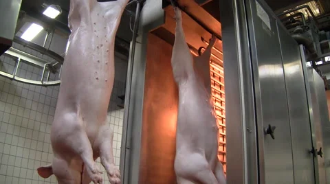 Slaughterhouse for pigs 스톡 동영상 65503196