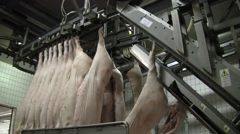 Slaughterhouse for pigs Stockbeeldmateriaal 65504277