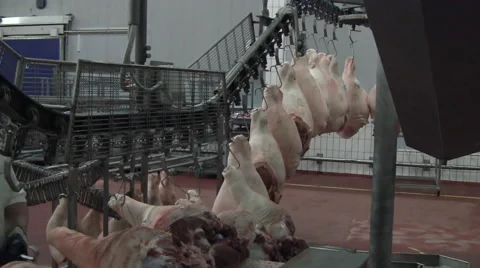 Slaughterhouse for pigs Stockbeeldmateriaal 65504697