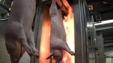 Slaughterhouse for pigs Stockbeeldmateriaal 65504919