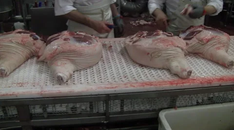 Slaughterhouse for pigs Stockbeeldmateriaal 65505062