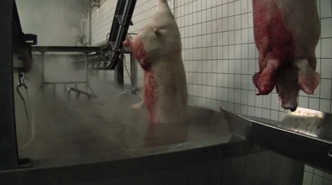 Slaughterhouse for pigs 스톡 동영상 65505797