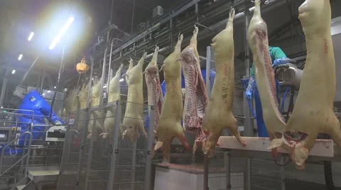 Slaughterhouse for pork production. Pork carcass on the conveyor. Stock Footage