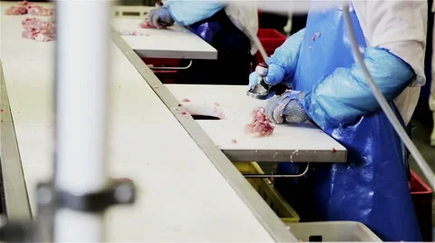 Slaughterhouse production line with workers Stock Footage 56174879