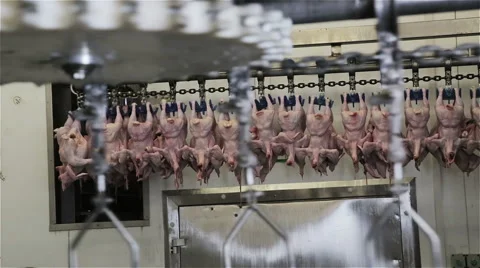 Slaughterhouse production process Stock Footage 56174976