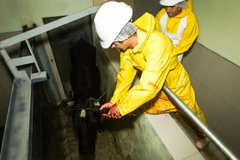 Slaughterhouse Workers Using Captive Bolt Pistol Фото