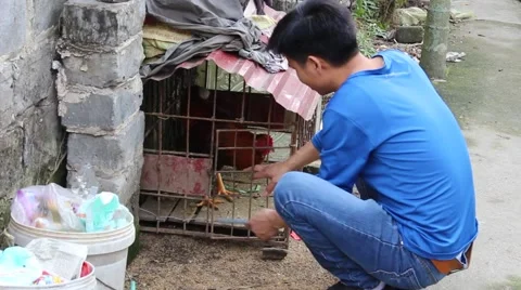 Slaughtering animals, chicken Stock Footage 47456526