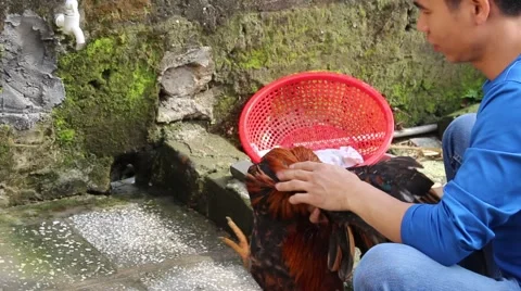 Slaughtering animals, chicken Stock Footage 47456674