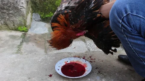 Slaughtering animals, chicken Stock Footage 47457061