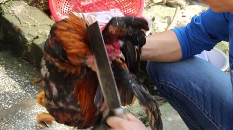 Slaughtering animals, chicken Stock Footage 47457110