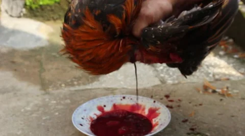 Slaughtering animals, chicken Stock Footage 47457366