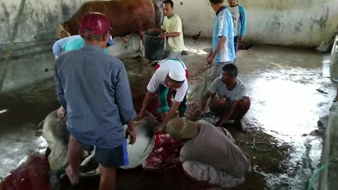 Slaughtering cows Video stock 169941406