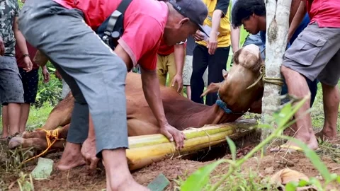 Slaughtering cows, sacrificial animals. Stock Footage 279912476