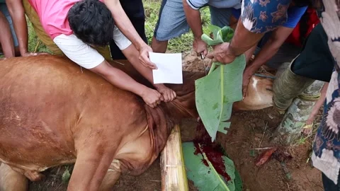 Slaughtering cows, sacrificial animals. Stock Footage 279912477