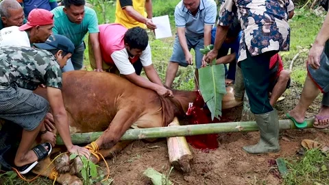 Slaughtering cows, sacrificial animals. Stock Footage 279912497