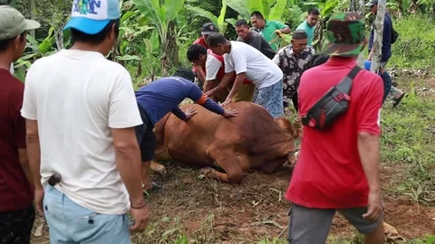 Slaughtering cows, sacrificial animals. Stock Footage 279912704