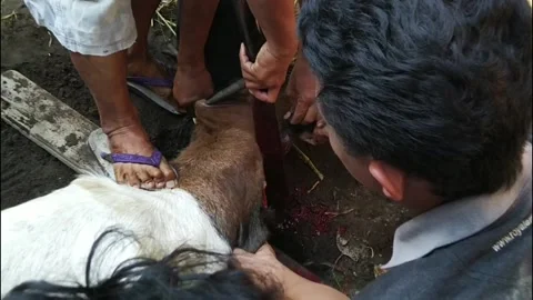 Slaughtering goats Video stock 169941427