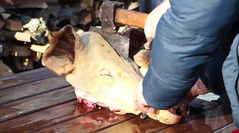 Slaughtering Pork Stock Footage 45128402