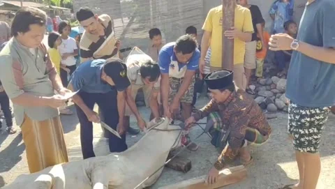 Slaughtering of Sacrificial Cows Stock Footage 310828090