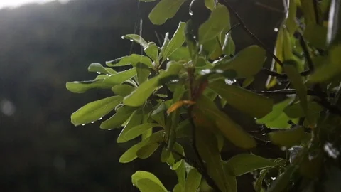 SLAV5210 스톡 동영상 89829128