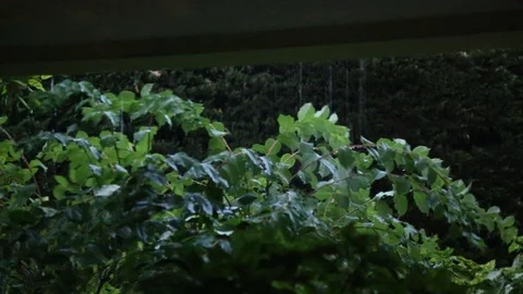 SLAV5211 스톡 동영상 89829126