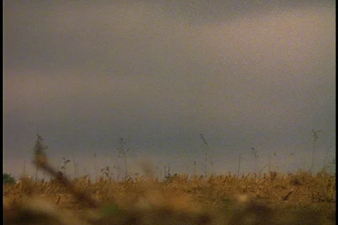 Slave workers cross field with horse and wagon Stock Footage 86752148