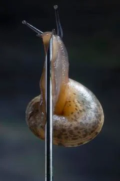 Sleazy Snail as a Pole Dancer Stock Photos