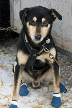 Sled Dog in Booties Stock Photos