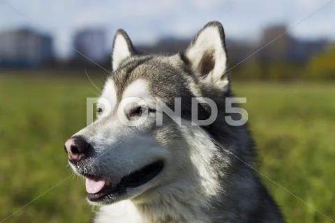 Sled dog breed Malamute Stock Photos