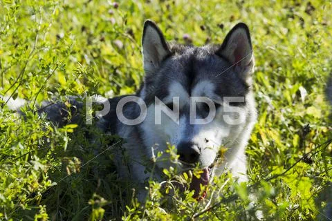 Sled dog breed Malamute Stock Photos