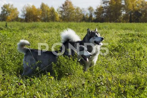 Sled dog breed Malamute Stock Photos