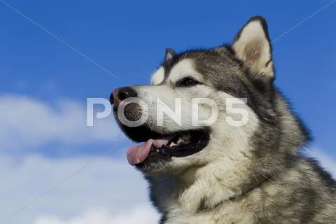Sled dog breed Malamute Stock Photos