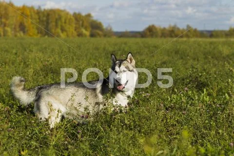 Sled dog breed Malamute Stock Photos