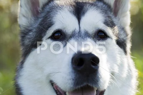 Sled dog breed Malamute Stock Photos