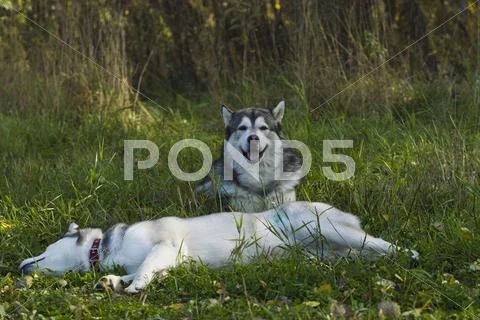 Sled dog breed Malamute Stock Photos