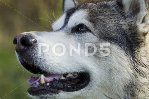 Sled dog breed Malamute Stock Photos