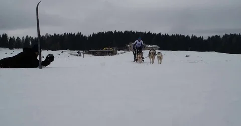 Sled dog competition, 27 February 2016, Millegrobbe (Lavarone-Lusrn) italy Stock Footage 73553053