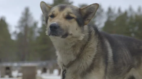 Sled-Dog-Husky-Mushing Stock Footage 46588965