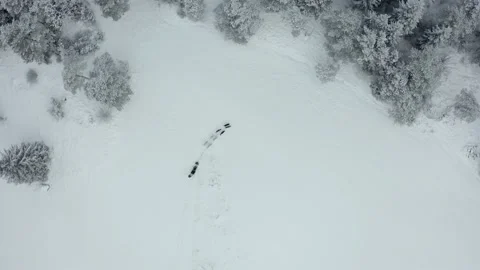 Sled dog in the mountain Video stock 158925450