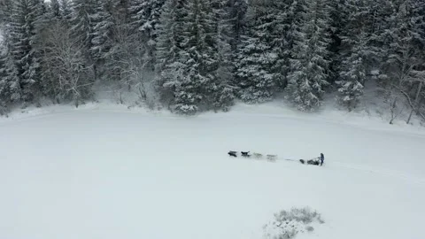 Sled dog in the mountain Stock Footage 158925514