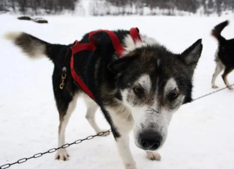 Sled dog Stock Photos