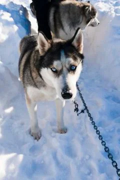 Sled dog Stock Photos