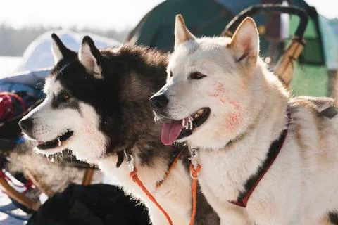 Sled dog Stock Photos