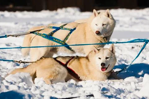 Sled dog Stock Photos